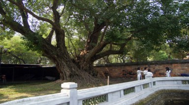 Những cây bồ đề vô giá của Hà Nội